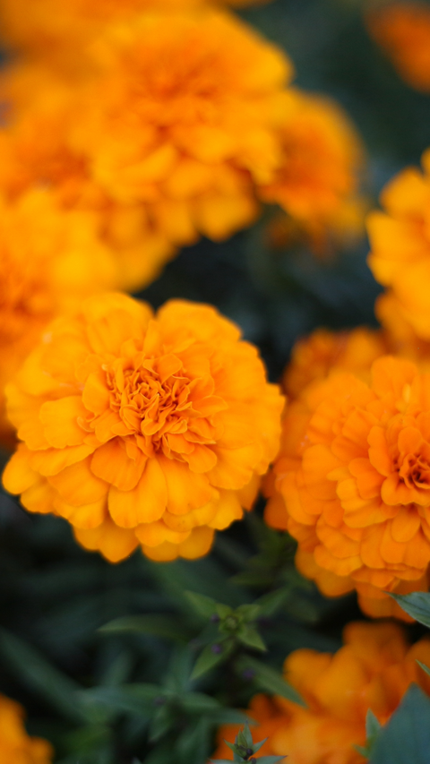 Lutein & Zeaxanthin