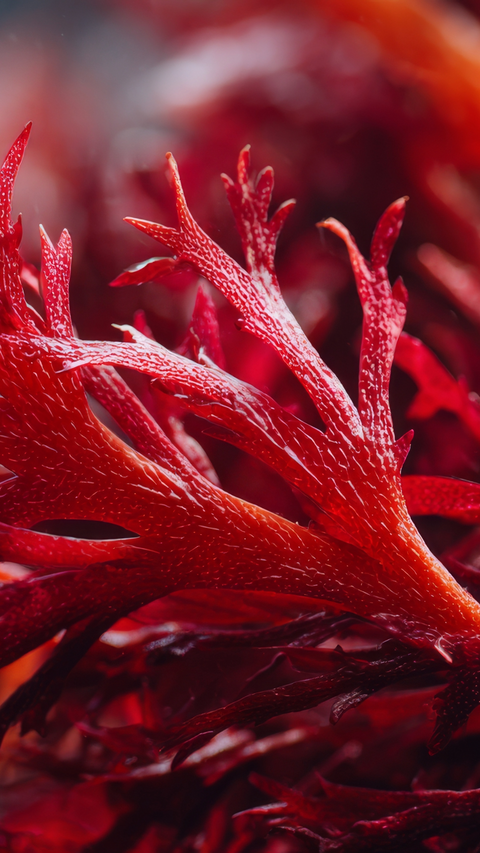 Astaxanthin